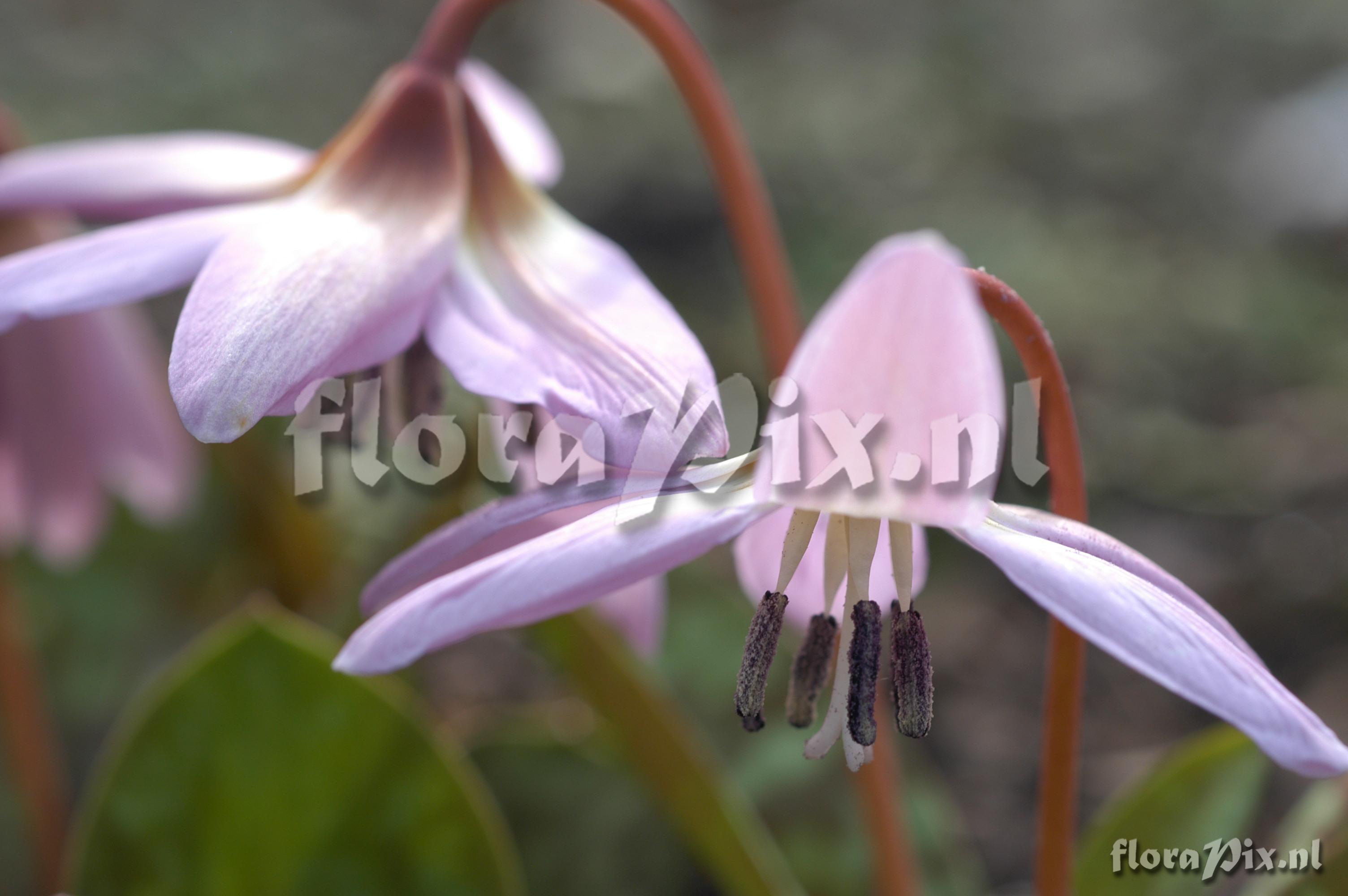 Erythronium dens-canis