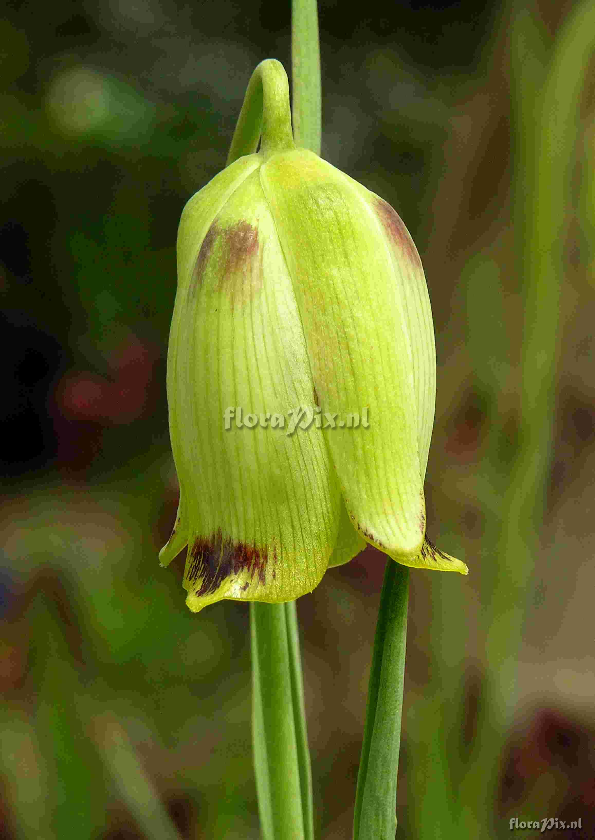 Fritillaria acmopetala