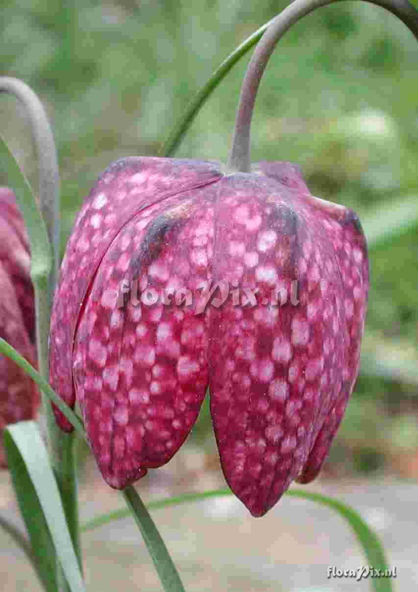 Fritillaria meleagris