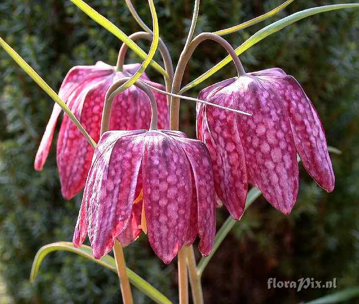 Fritillaria meleagris