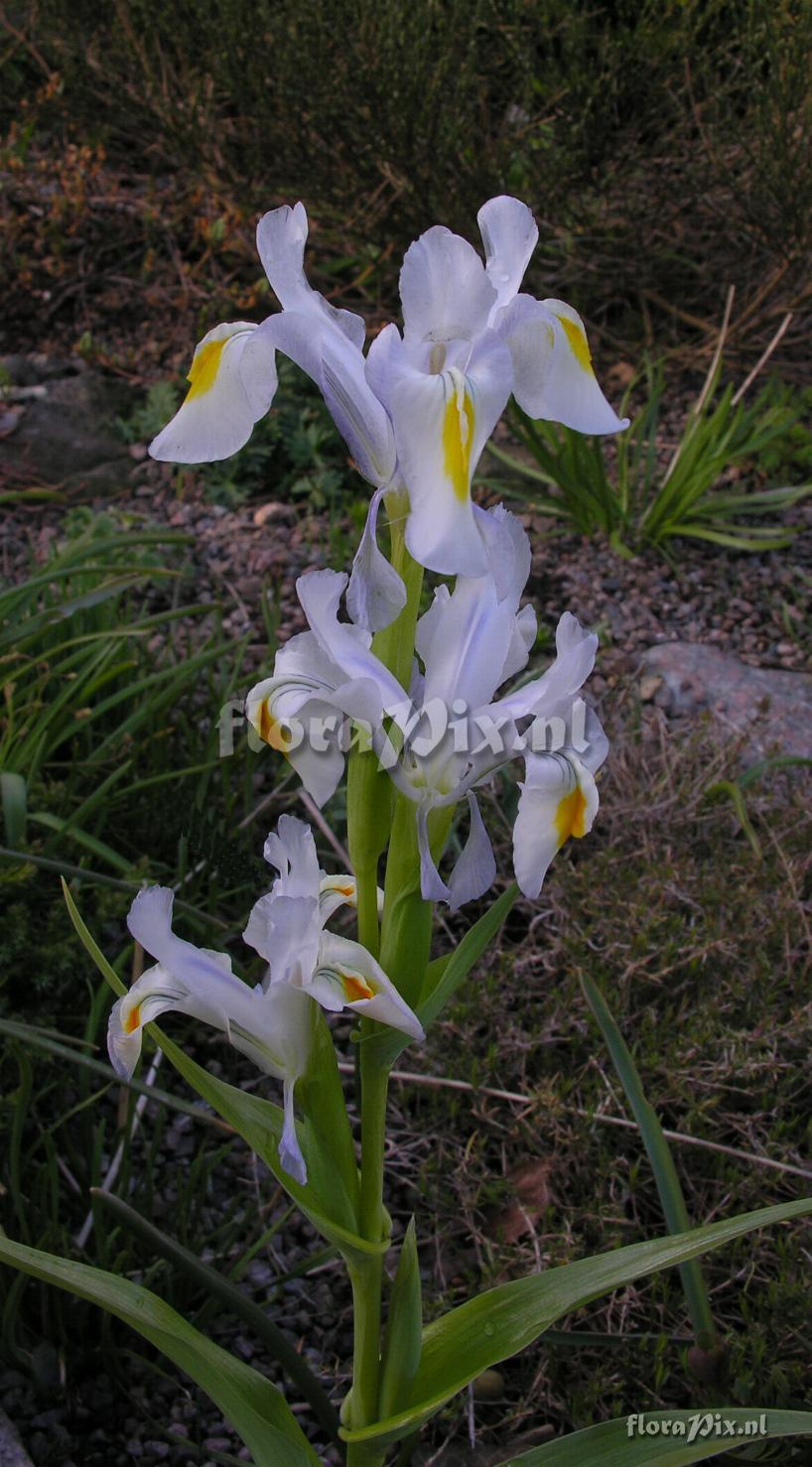 Iris magnifica