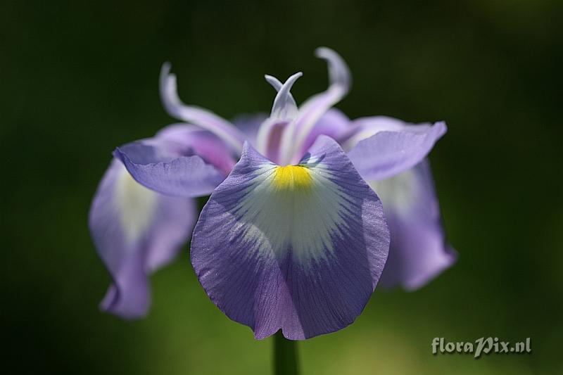 Iris cycloglossa