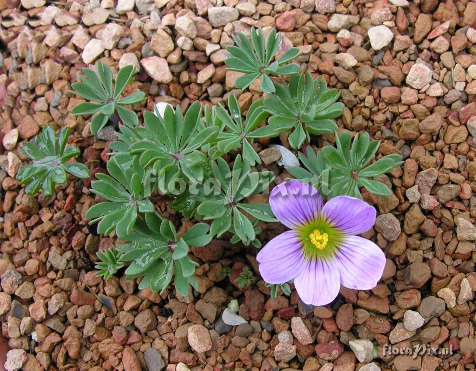 Oxalis Beatrice Anderson