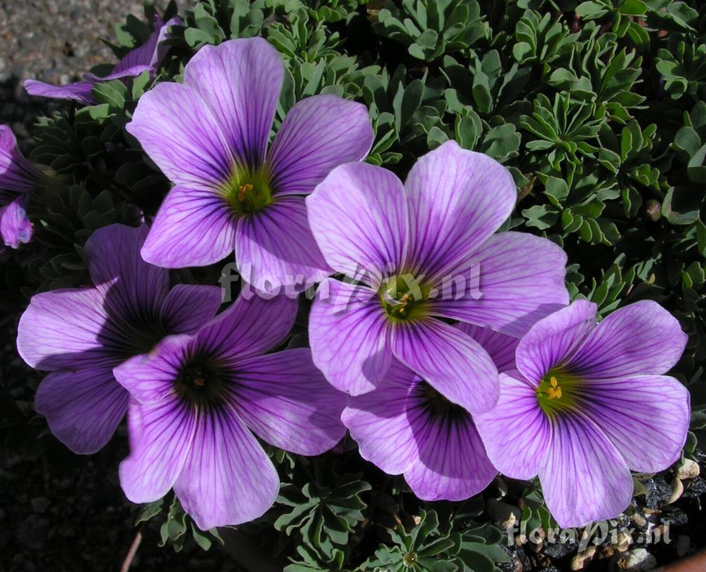 Oxalis Ione Hocker