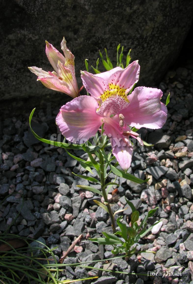 Alstroemeria pallida