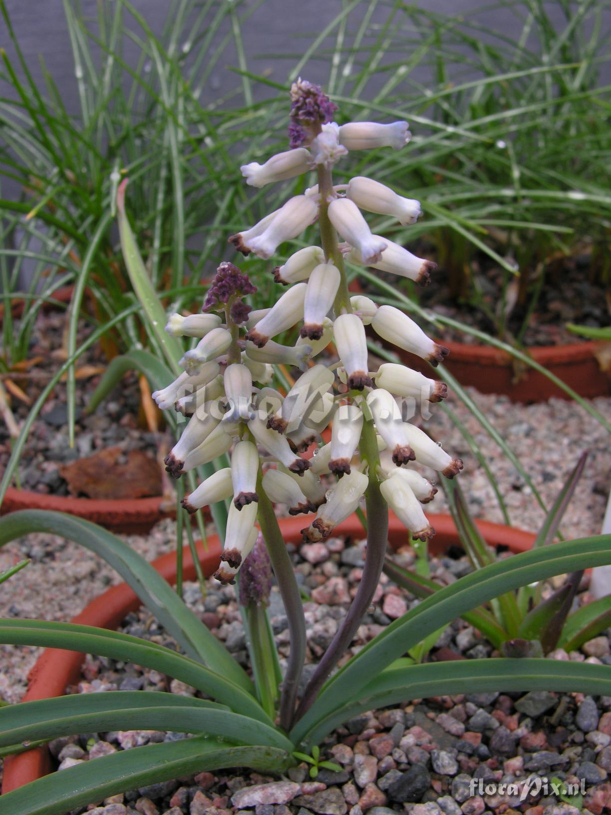 Muscari ambrosiaca