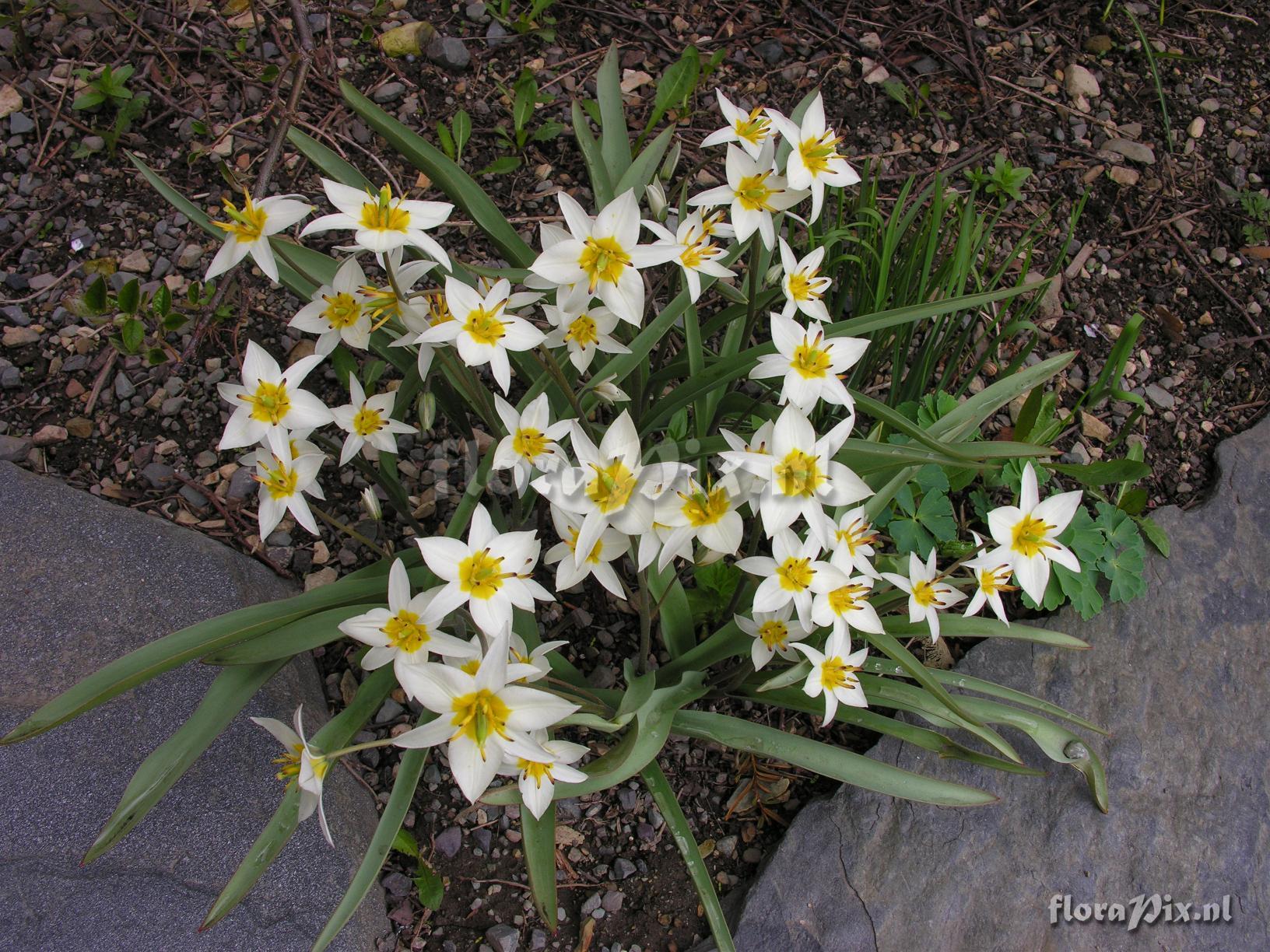 Tulipa turkestanica