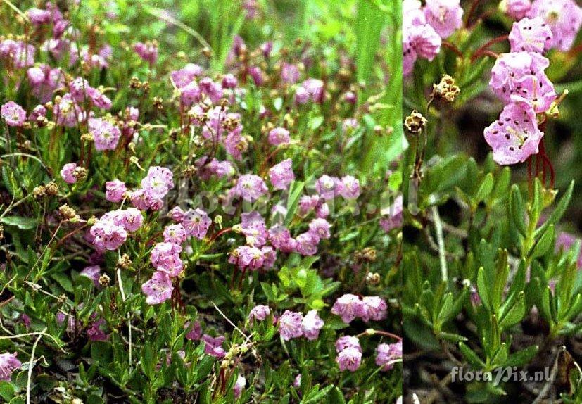 Kalmia microphylla var. microphylla