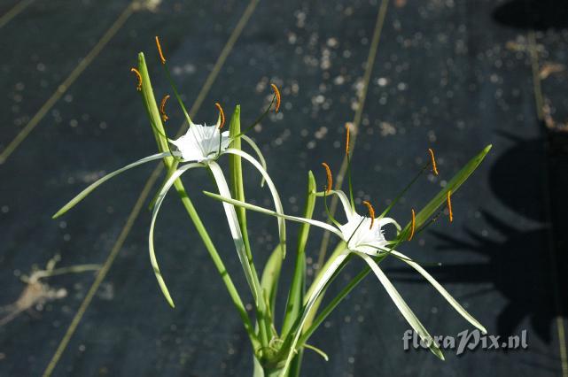 Hymenocallis unknown sp. ex Mexico