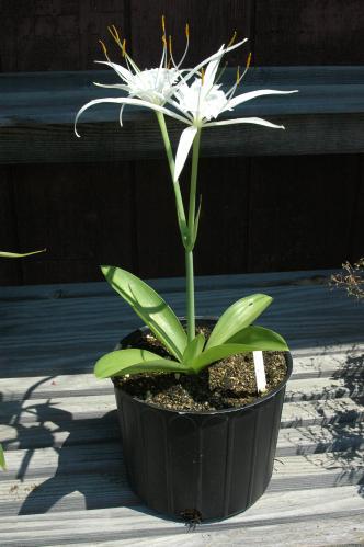 Hymenocallis euc haridifolia