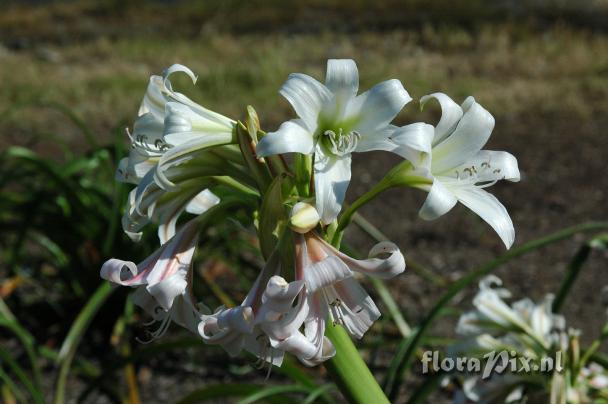 Crinum variabile