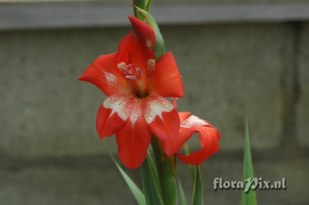 Gladiolus saundersii