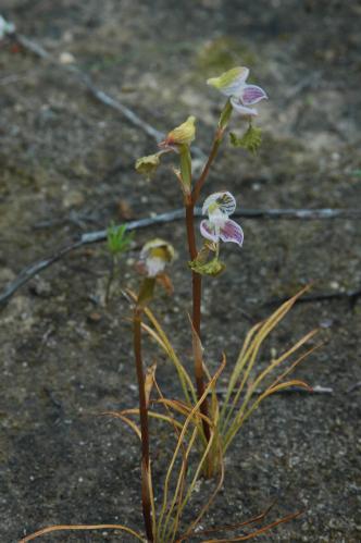 Disa spathulata