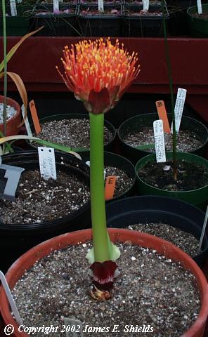 Scadoxus puniceus