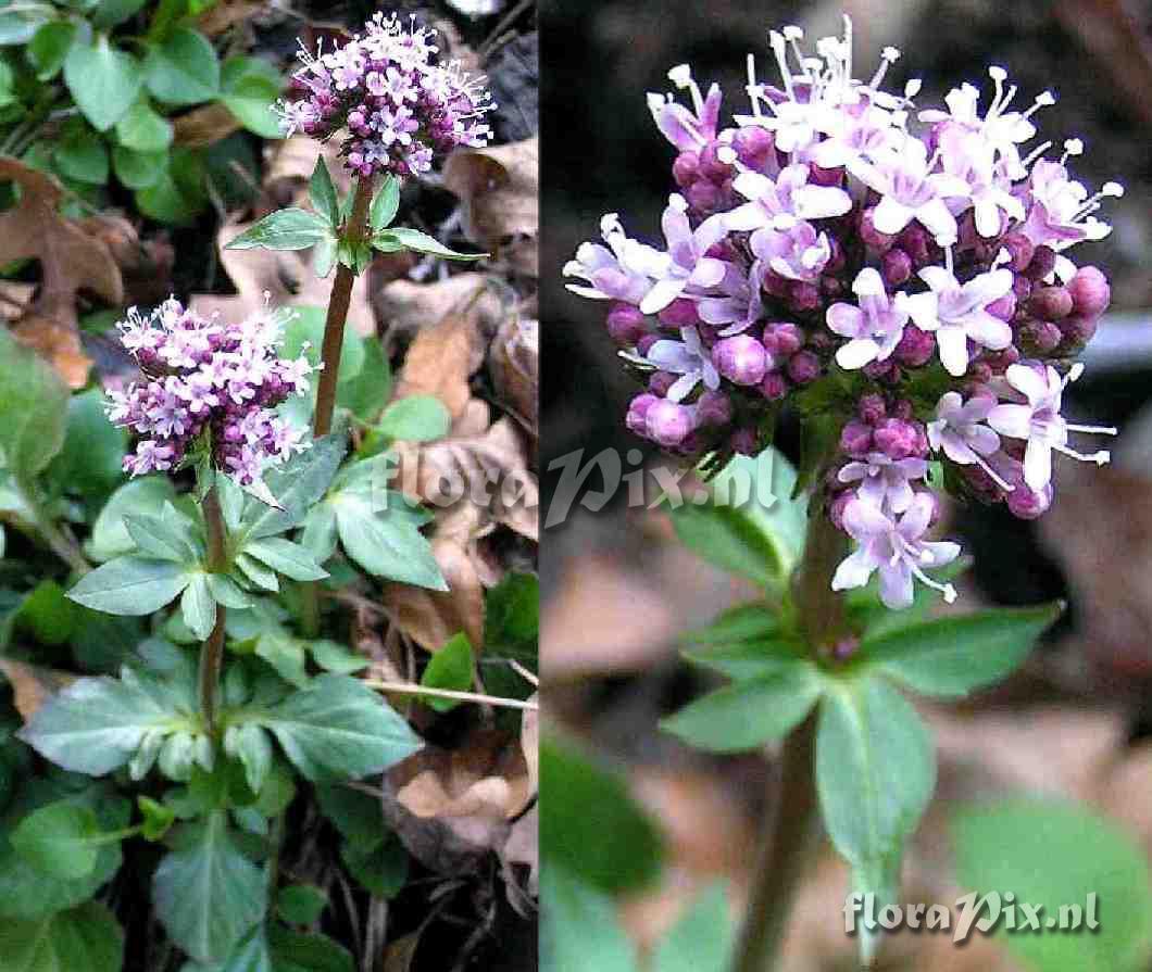 Valeriana arizonica