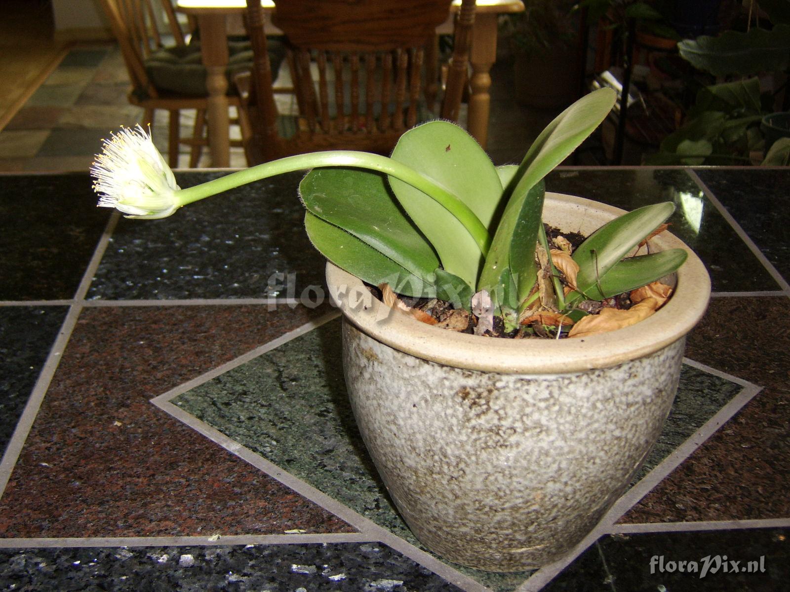 Haemanthus humilis