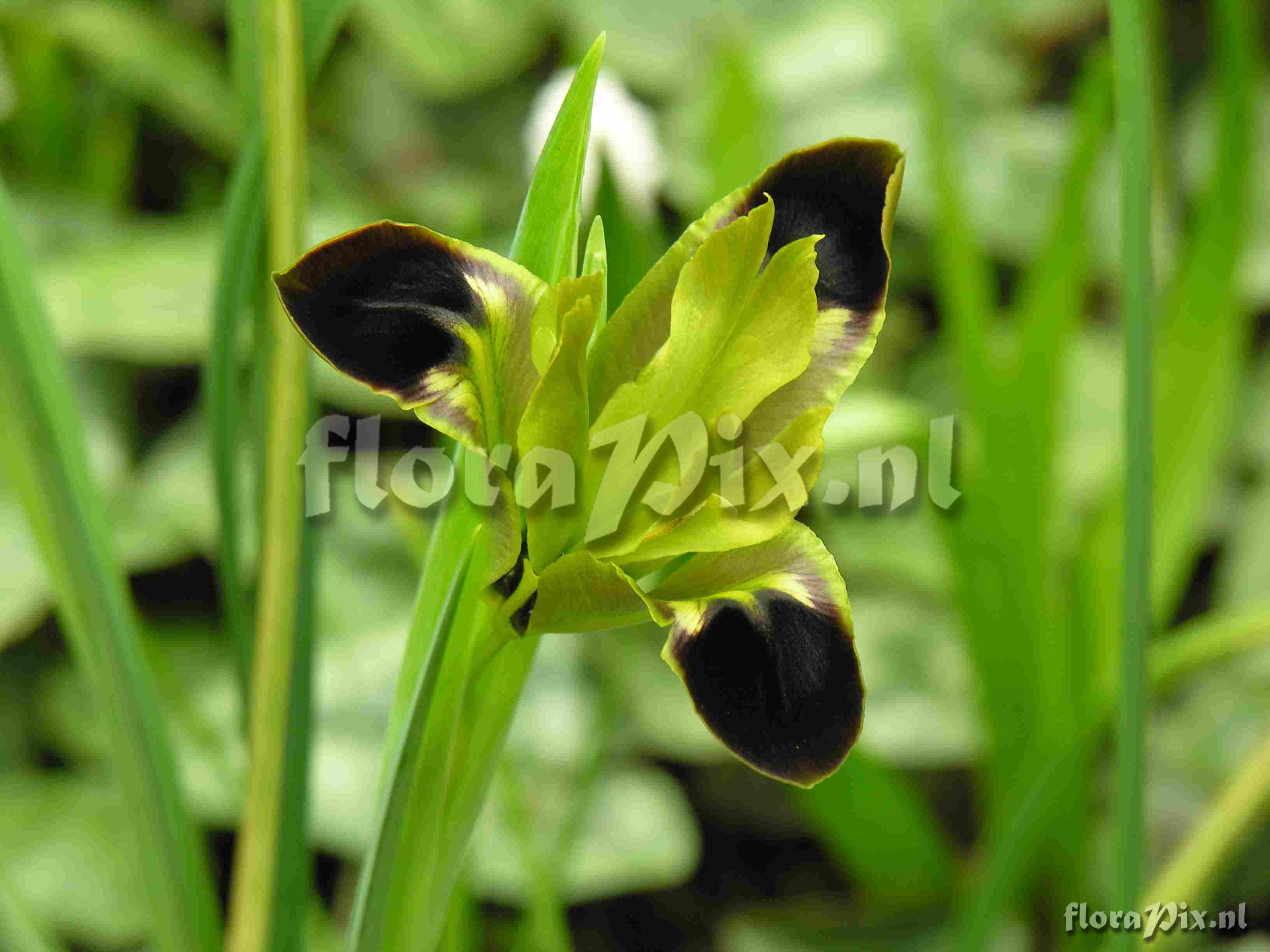 Hermodactylus tuberosa