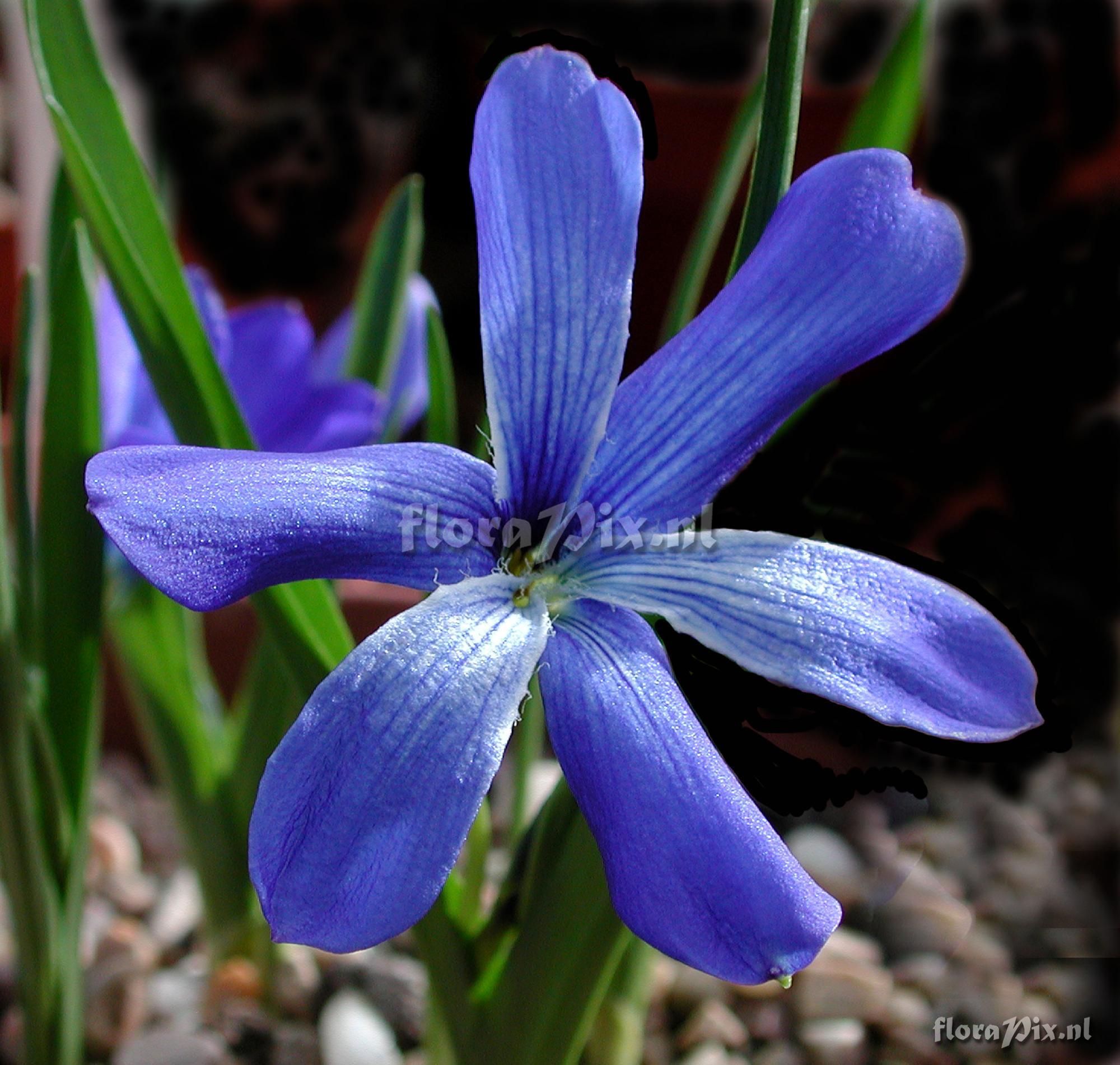 Tecophilaea cyanocrocus