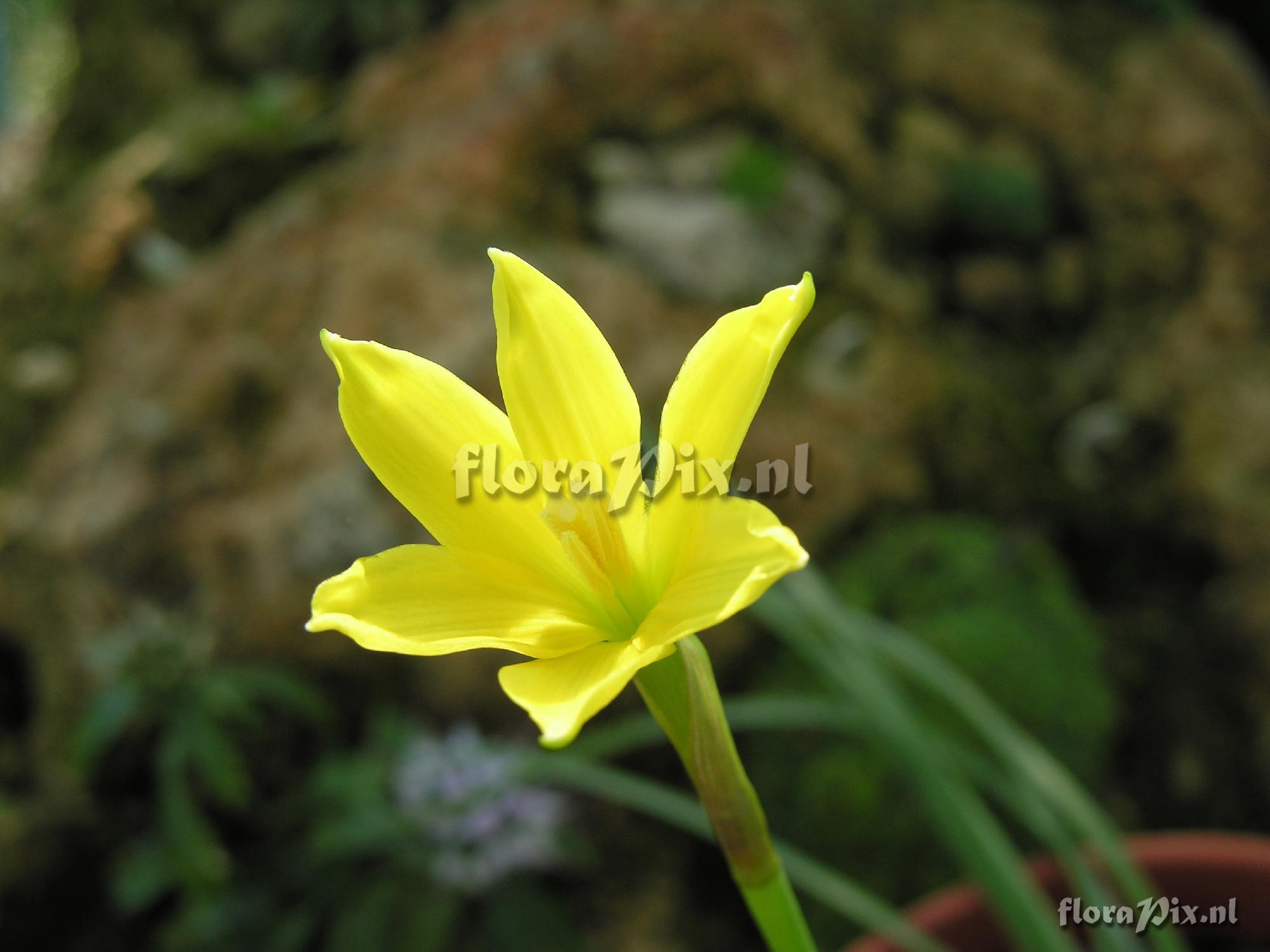 Zephyranthes smallii