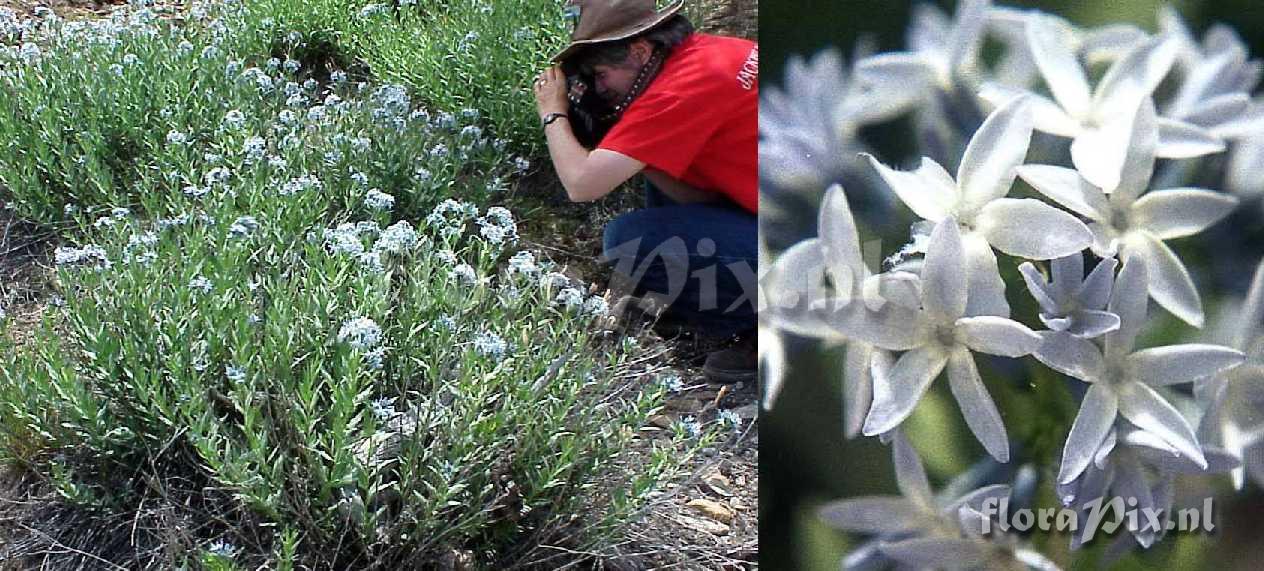 Amsonia jonesii