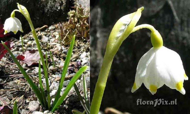 Leucojum vernum