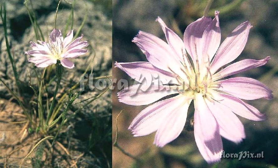 Lygodesmia grandiflora