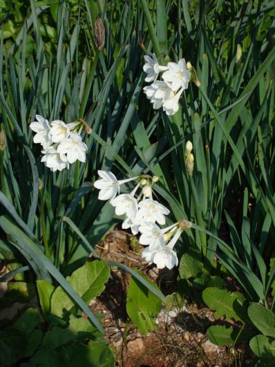Narcissus broussonetti