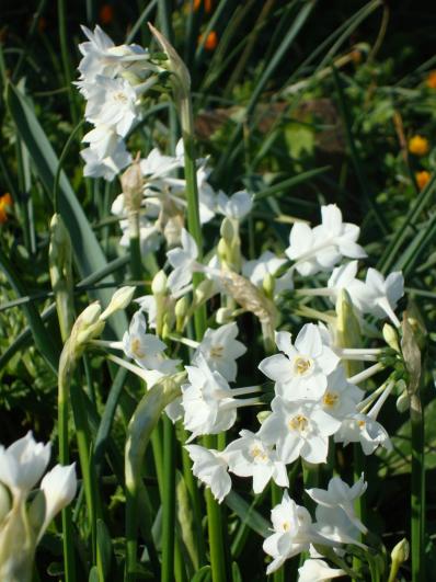 Narcissus broussonetti - 2