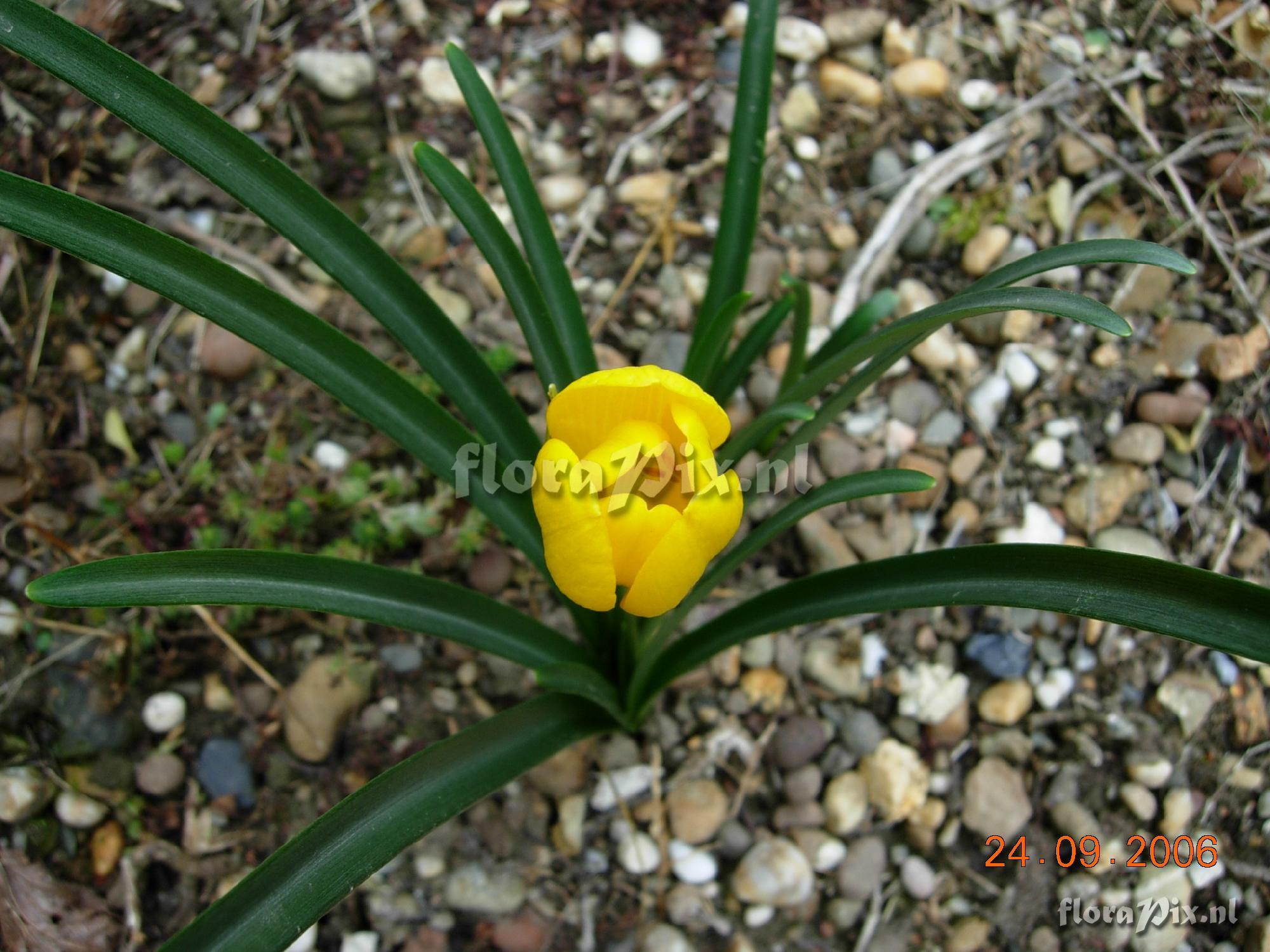 Sternbergia lutea