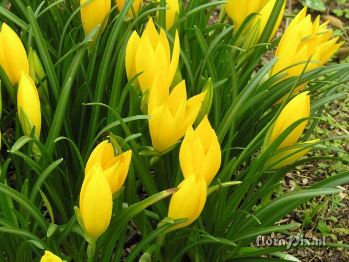 Sternbergia lutea