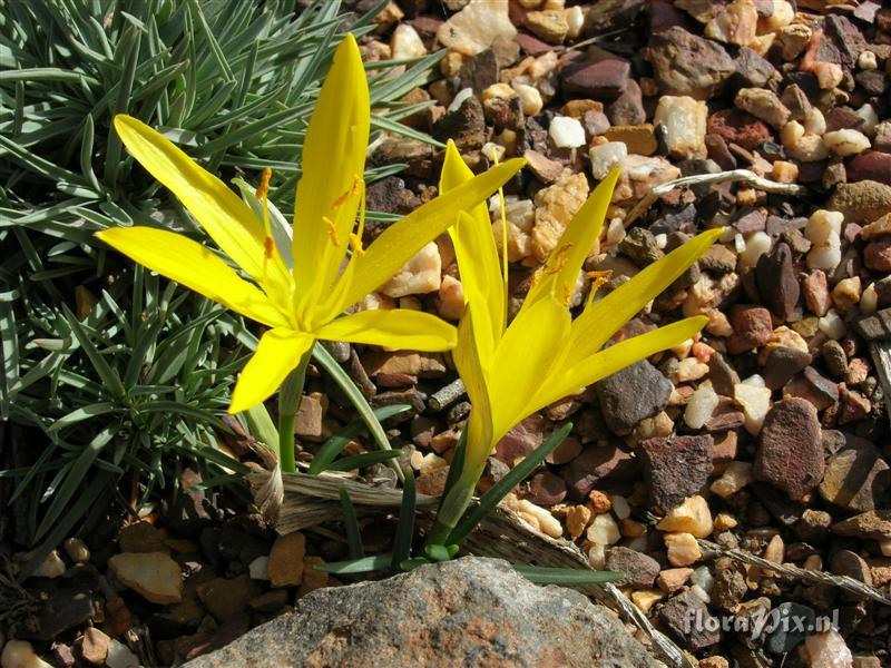 Sternbergia sicula