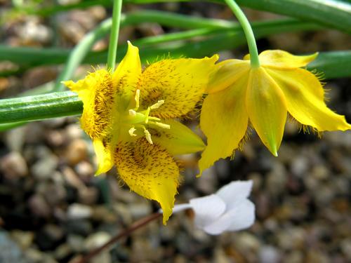 Calochortus barbatus