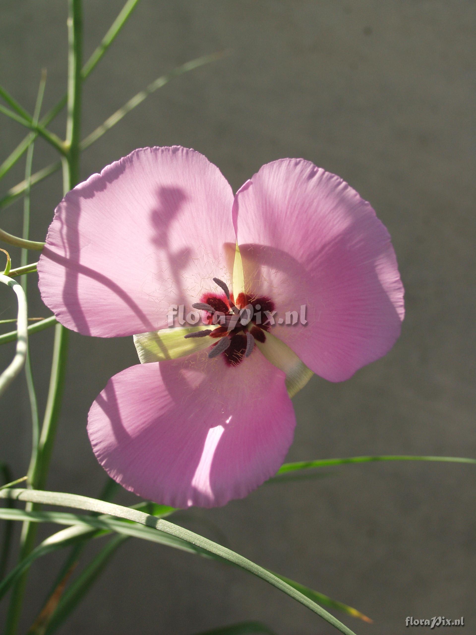 Calochortus splendens