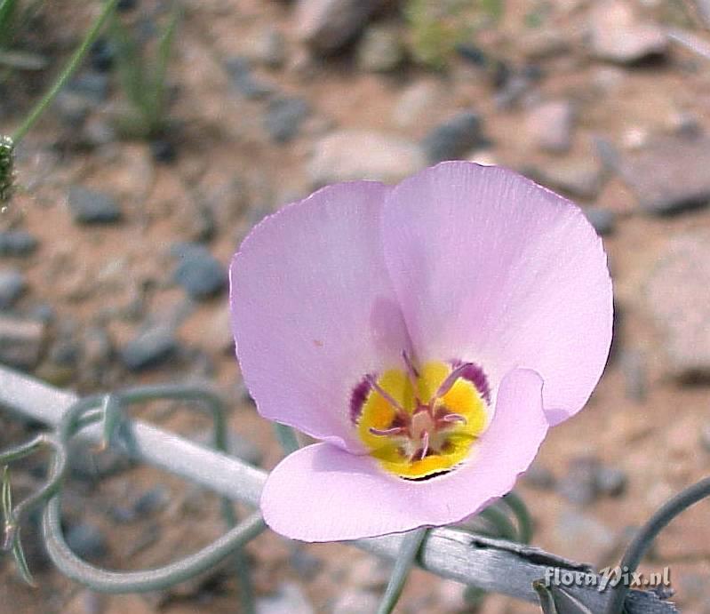 Calochortus flexuosus