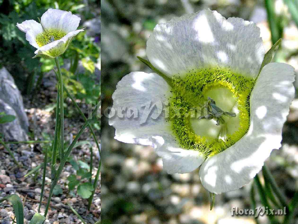 Calochortus gunnisonii