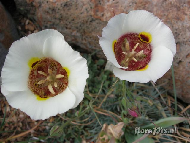 Calochortus superbus