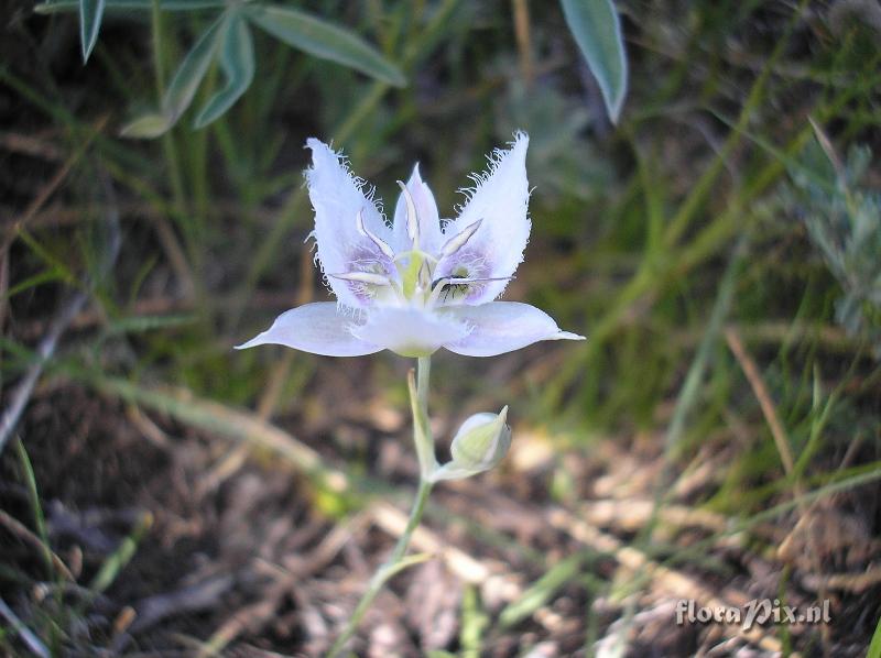 Calochortus lyallii