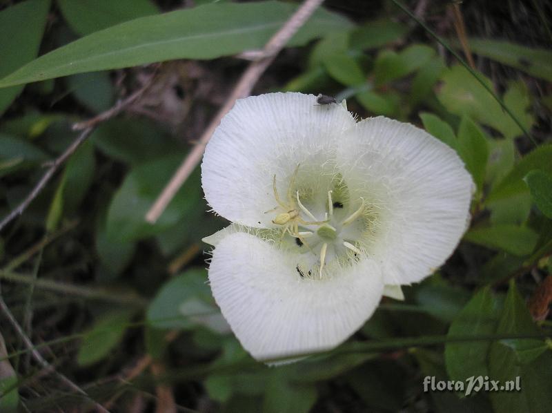 Calochortus subalpinus