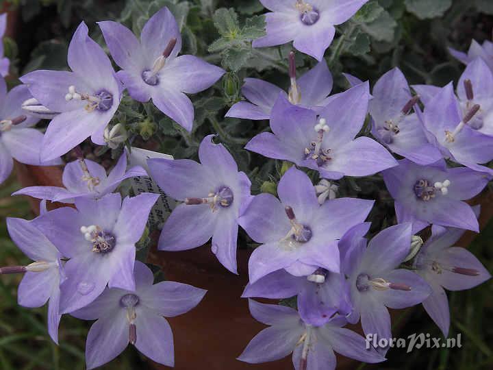 Campanula fragilis