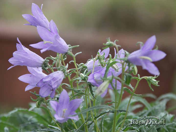 Campanula hypopolia