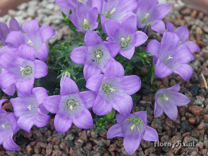 Campanula morettiana