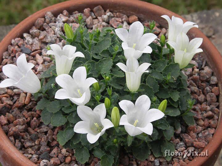 Campanula morettiana alba