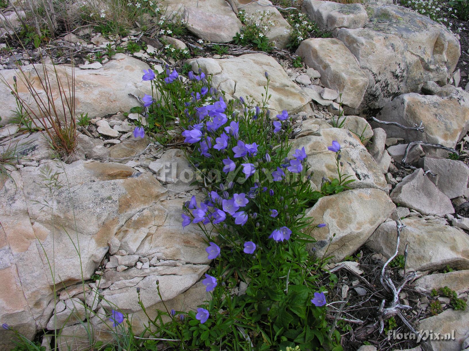 Campanula rotundifolia