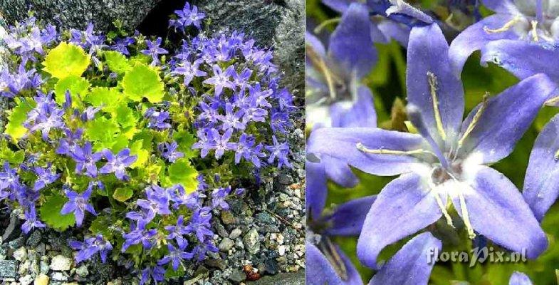 Campanula garganica 