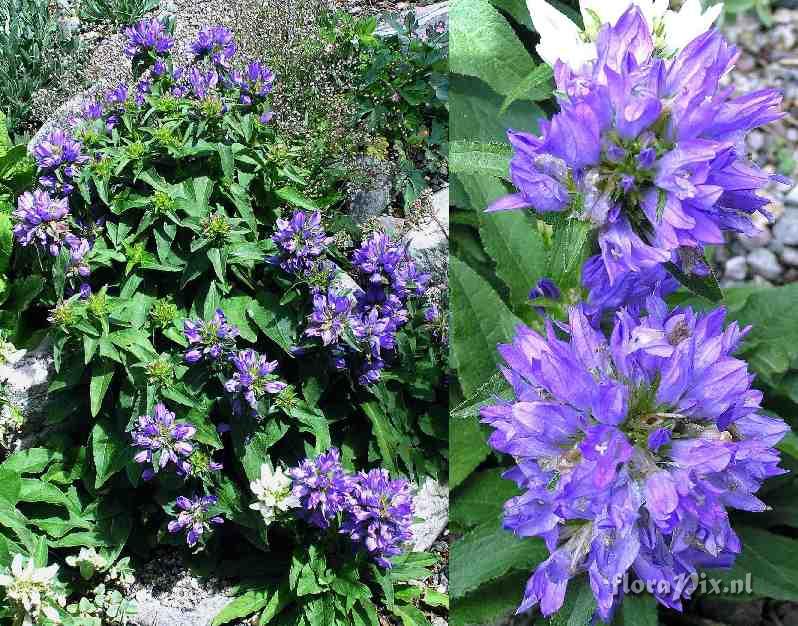 Campanula glomerata acaulis