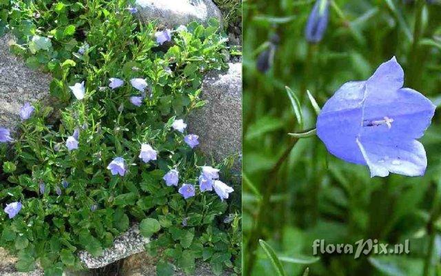 Campanula cochleariifolia