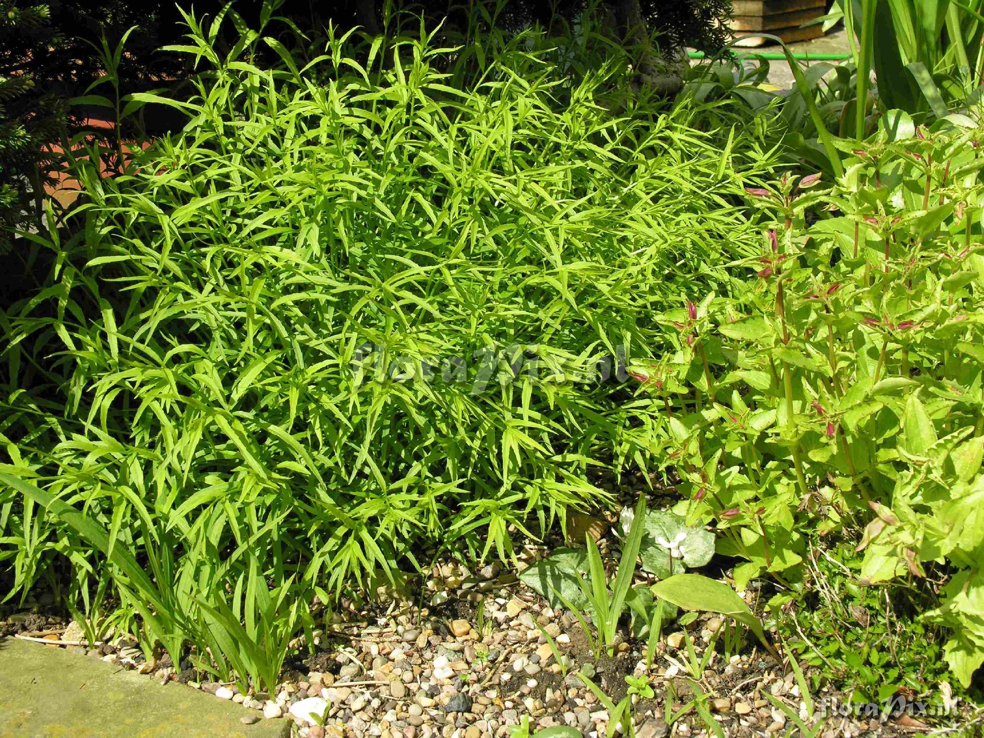 Campanula tommasiniana