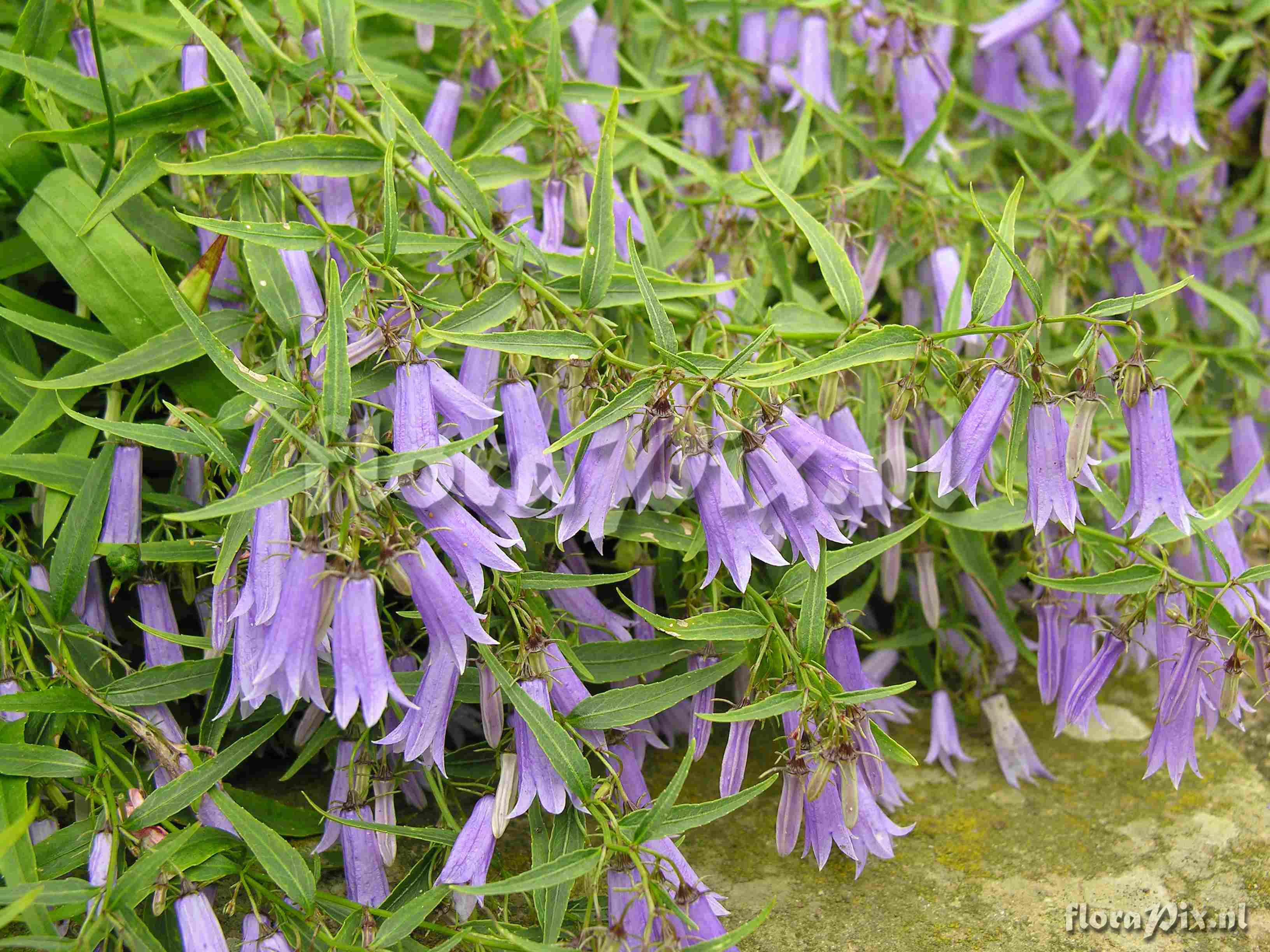 Campanula tommasiniana