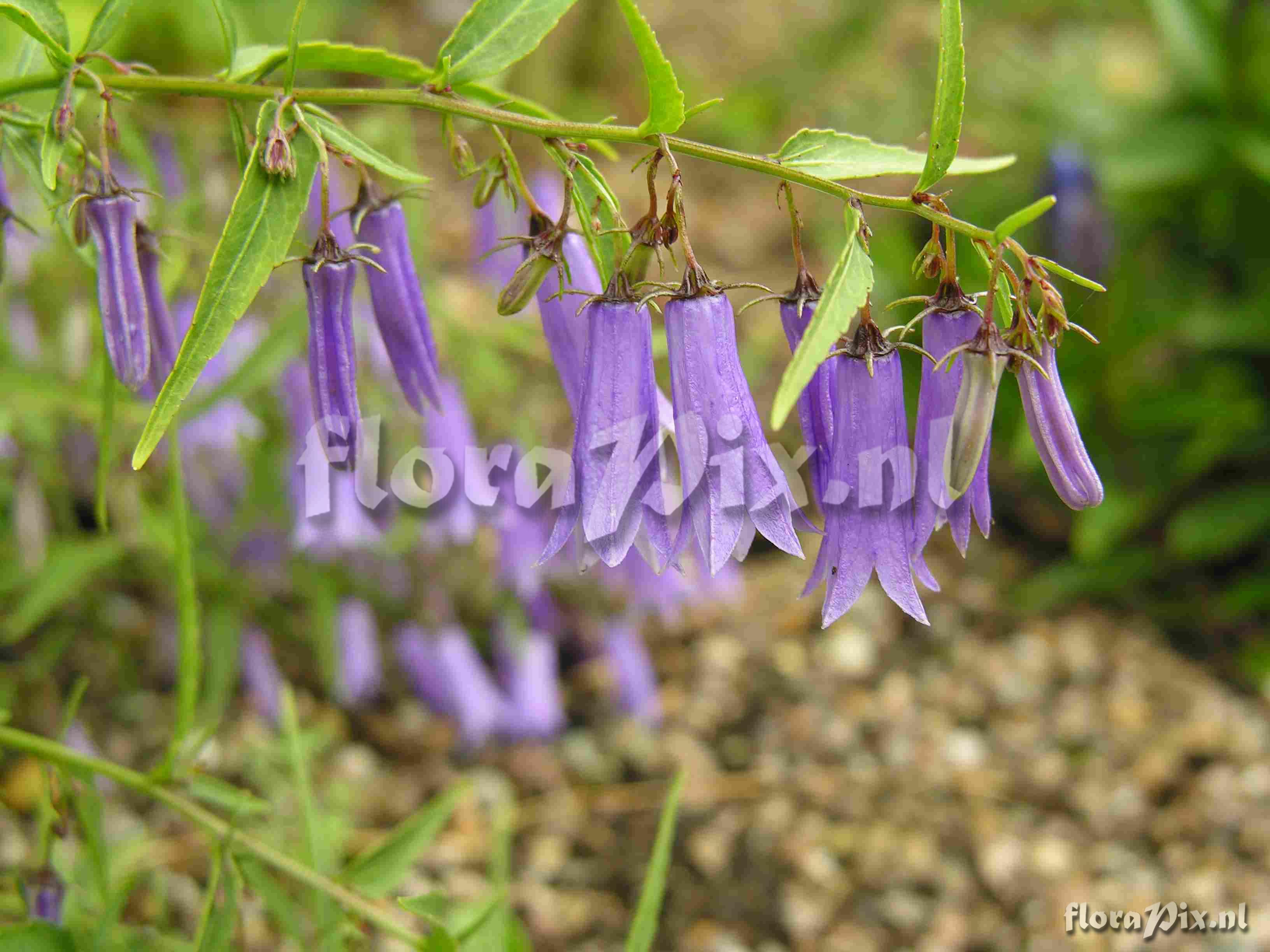 Campanula tommasiniana