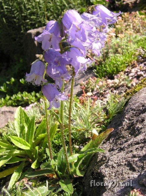 Campanula barbata